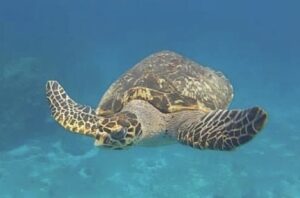 Turtle in cozumel